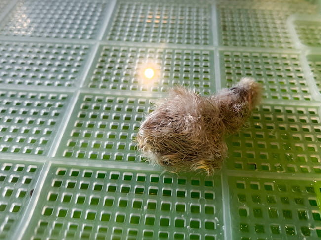 pisklak kura silka farma montessori