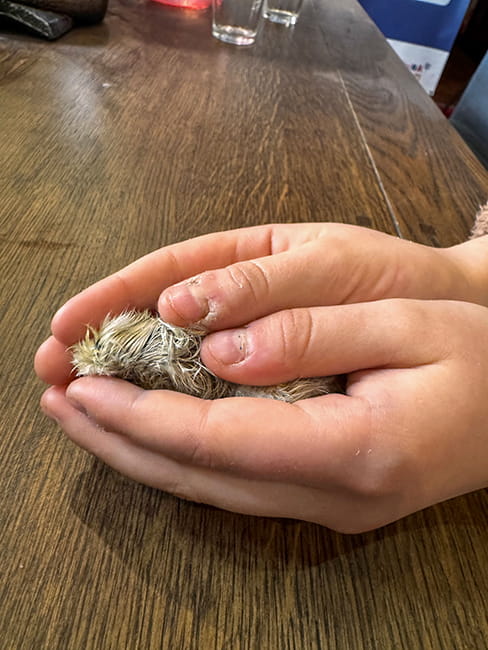 piskle kury silki w dloni