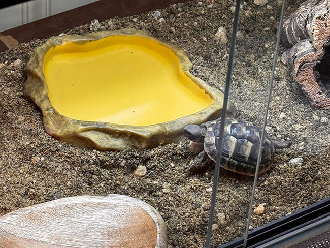 zolw grecki w terrarium