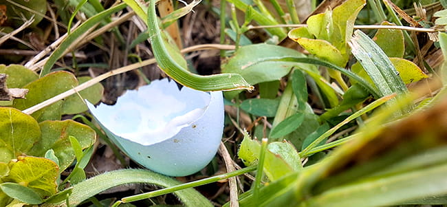 skorupka po wykluciu
