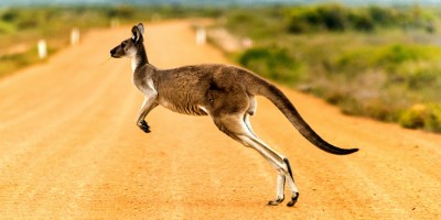 I hop! Pierwszy kangur matematyczny za nami, poznajcie wyniki.