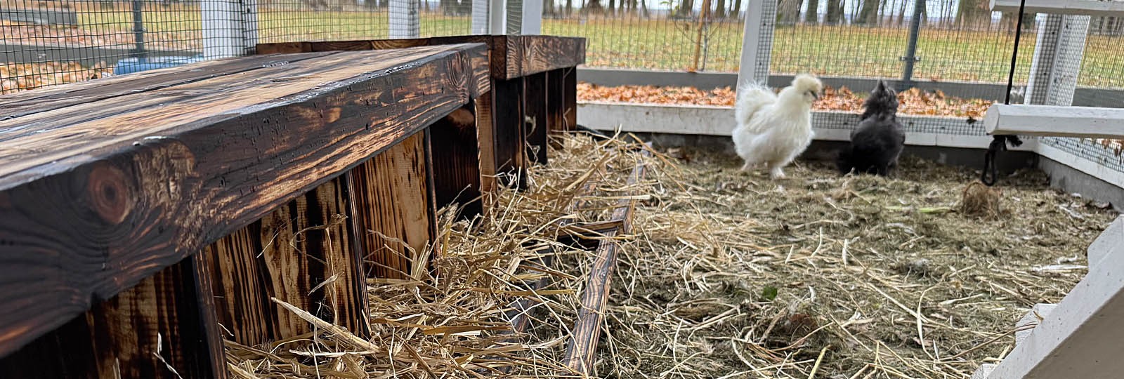 Big excitement in the coop: First Silkie eggs and new 