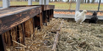 Big excitement in the coop: First Silkie eggs and new 