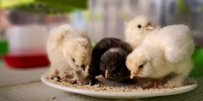 Radosnych Świąt Wielkanocnych!