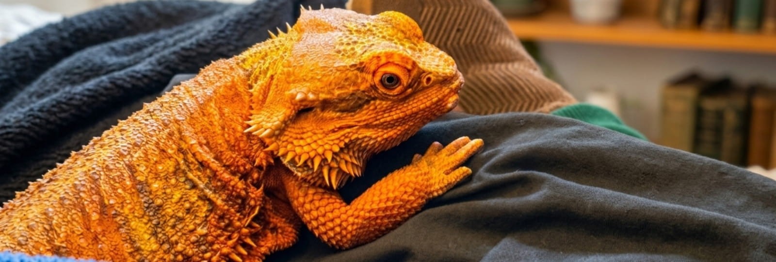 Close Encounters with Nature: Reptiles, Amphibians and New Residents of Our Community