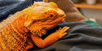 Close Encounters with Nature: Reptiles, Amphibians and New Residents of Our Community